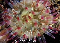 dahlia anemone.St. Abbs marine reserve Scotland by John Naylor 